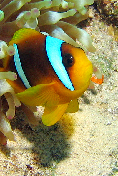 clownfish